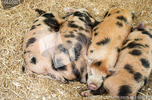 Image of Baby pigs