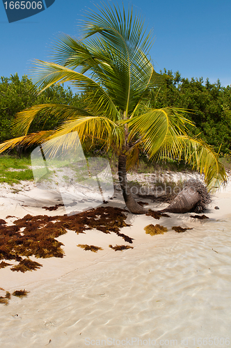 Image of Palm tree