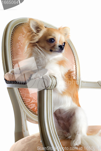 Image of chihuahua on antique chair