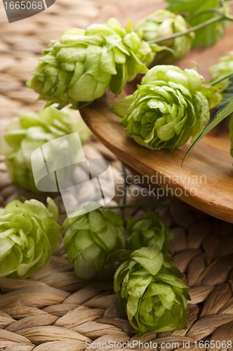 Image of Hop cone and leaves