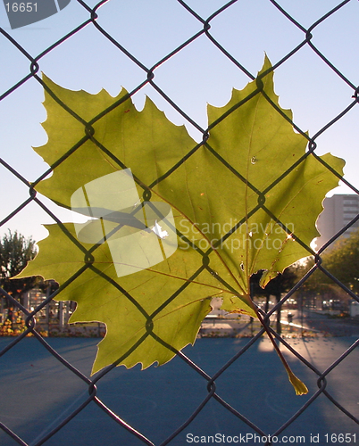 Image of Leaf under net