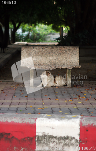 Image of Dog under a bench