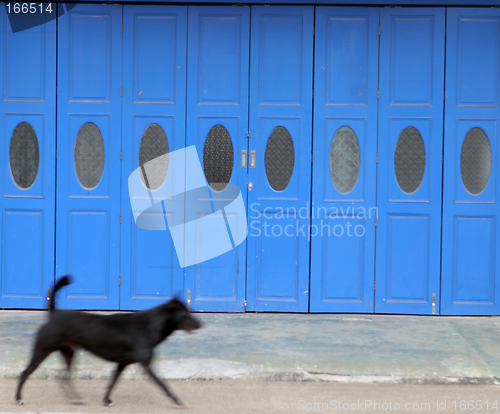 Image of Dog on the run - blurred
