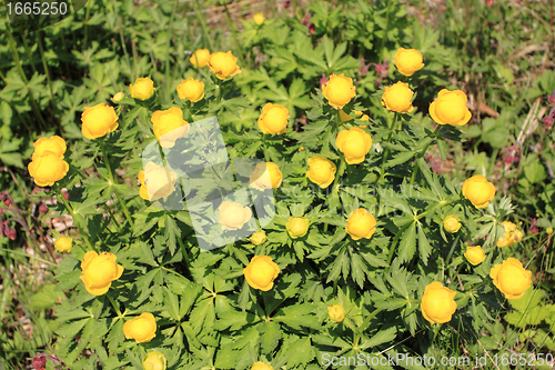 Image of Globeflower