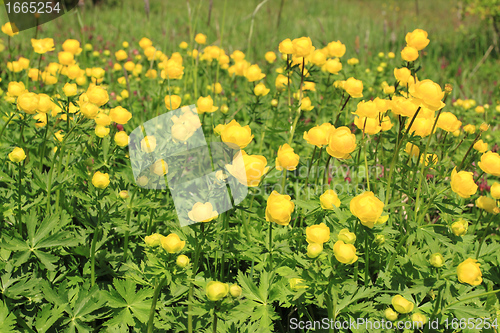 Image of Globeflower
