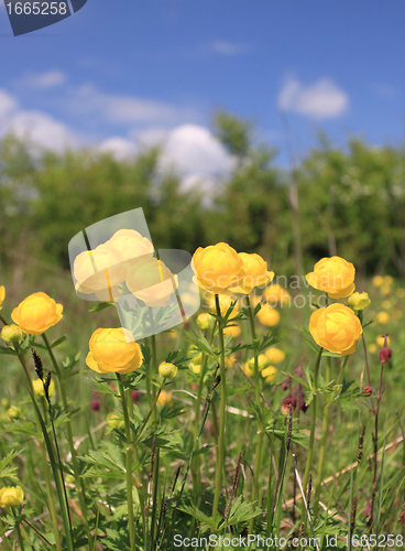 Image of Globeflower