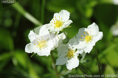 Image of Woodland strawberry