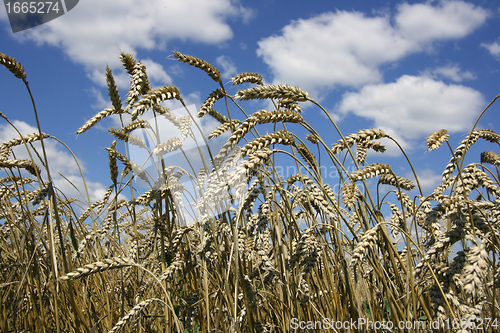 Image of Wheat