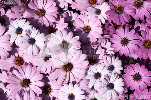 Image of Pink flowers