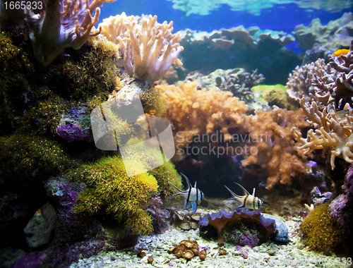 Image of Underwater life. Coral reef, fish.