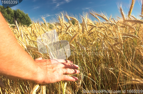 Image of Wheat field