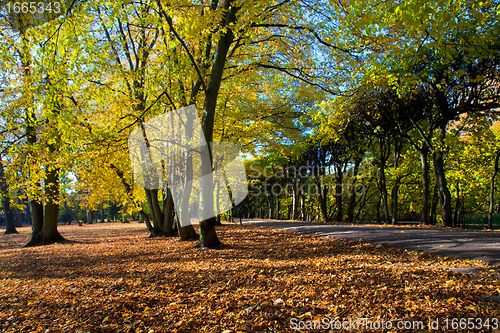 Image of Colorful fall autumn park