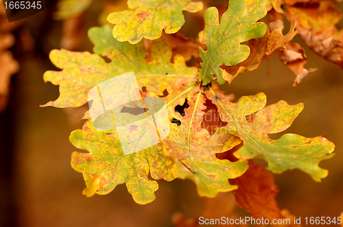 Image of Autumn leaves