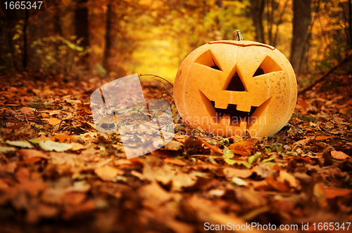 Image of Halloween pumpkin in autumn forest