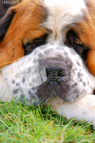 Image of Dog lying on grass