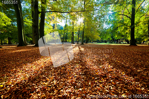 Image of Colorful fall autumn park