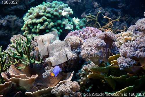 Image of Underwater life, Fish, coral reef