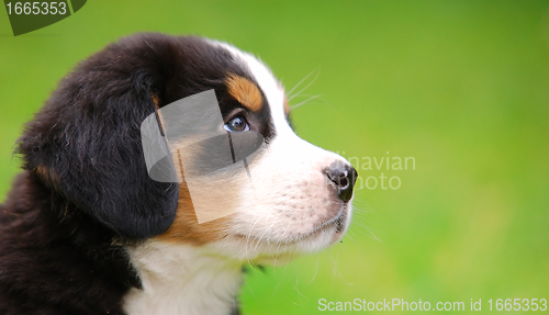 Image of Portrait of Bernese mountain dog