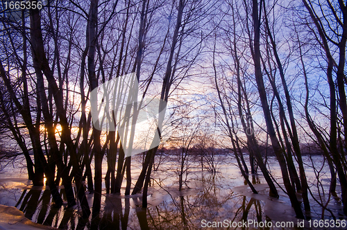 Image of Trees in water, sunset sunset