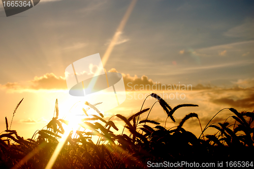 Image of Sunset field scenery