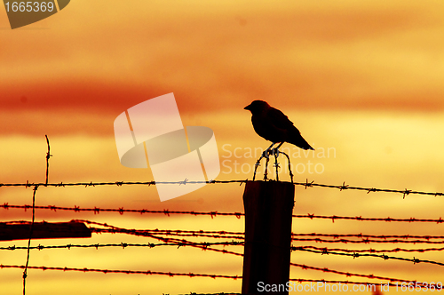 Image of Bird sitting on prison fence