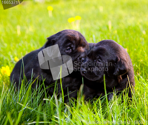 Image of Two dogs, puppies on the grass