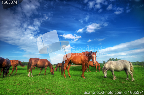 Image of Wild horses on the field