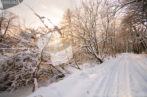 Image of Winter white forest