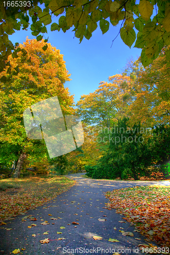 Image of Alley with falling leaves in fall park