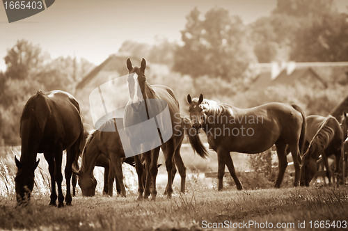 Image of Horses on the field