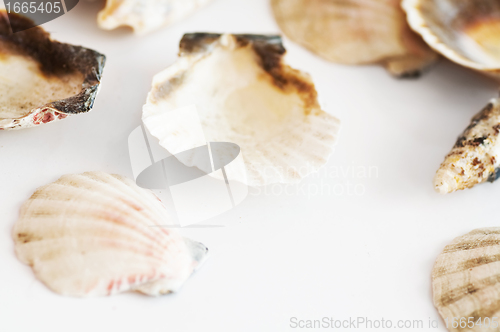 Image of Sea shells isolated