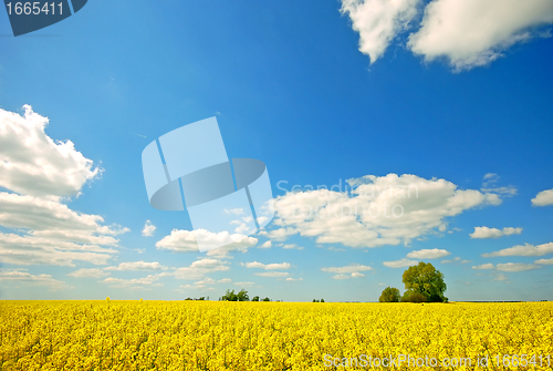 Image of Spring landscape