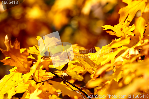 Image of Autumn leaves