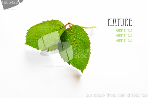 Image of Two fresh leaves on white