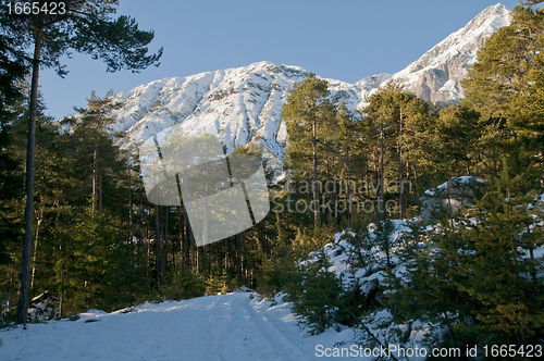 Image of Winter forest with mountains