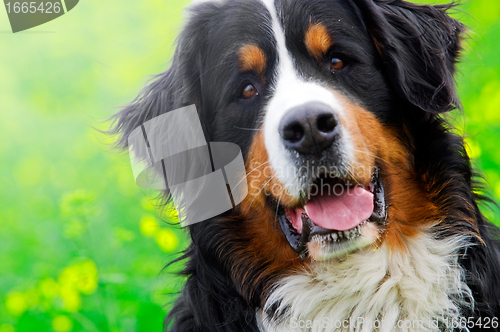 Image of Bernese Mountain Dog portrait