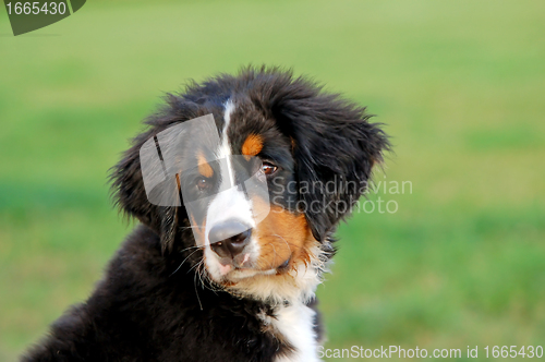 Image of Portrait of puppy Bernese mountain dog 