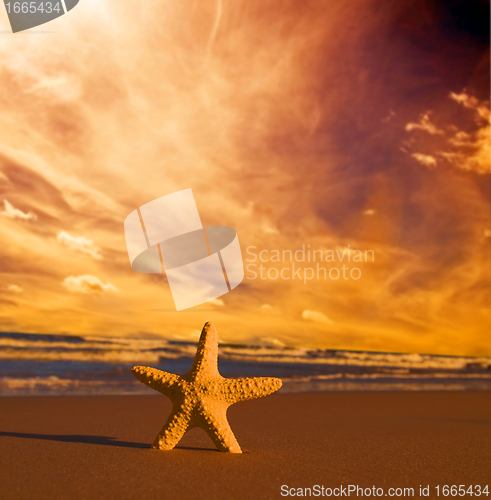 Image of Starfish on the beach at sunset