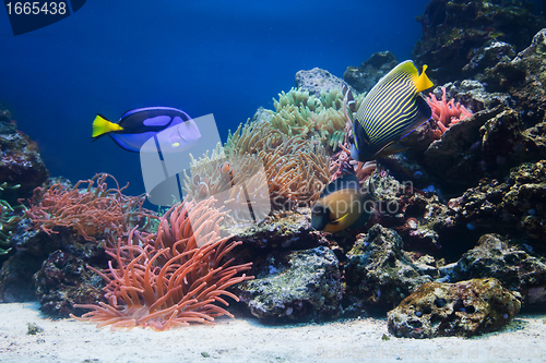 Image of Underwater life, Fish, coral reef