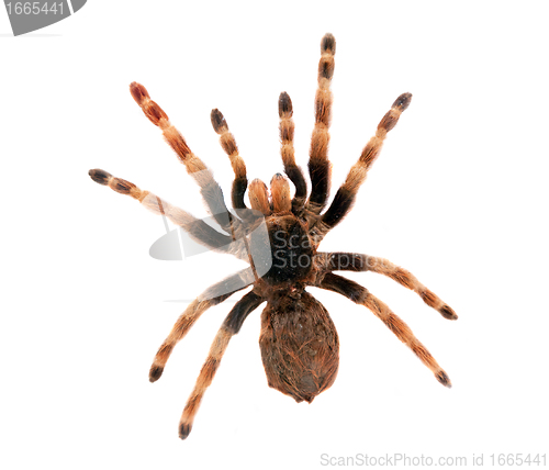 Image of Big spider isolated