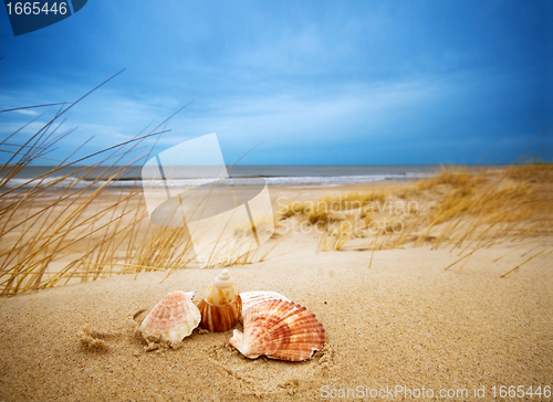 Image of Shells on sand