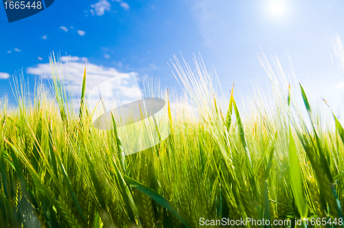 Image of Wheat field. Agriculture