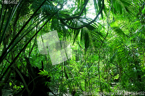 Image of Tropical green forest