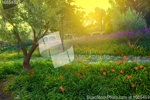 Image of Colorful park with flowers