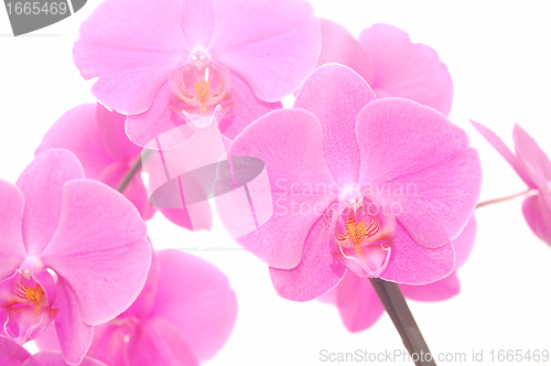 Image of Orchid isolated