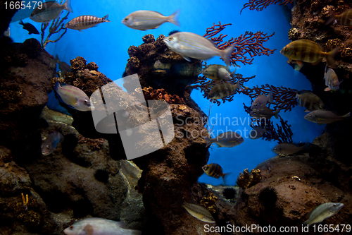 Image of Underwater view, fish, coral reef