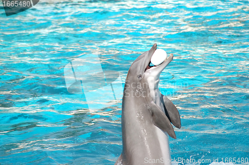 Image of Dolphin plays