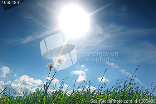 Image of Fresh meadow background