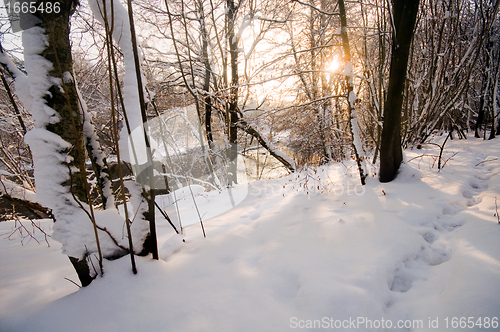 Image of Winter white forest