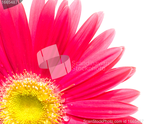 Image of Flower closeup